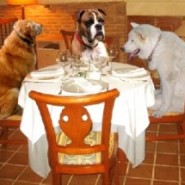 Bow Wow Deli, cafetería para perros