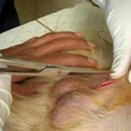 La castración de los perros