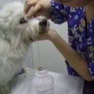 Como se deben cuidar los ojos de los perros