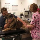 Como podemos dar un medicamento a un perro.