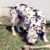Los perros y sus problemas de conducta