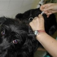 Cuanto tiempo tardan las vacunas en producir inmunidad en nuestro perro