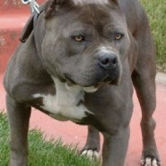 Verdades y mentiras acerca del Pitbull