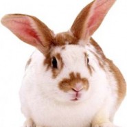 Fotos de Conejos