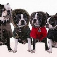 Que cuidados se deben tener con las mascotas en invierno
