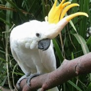 La inteligencia de las aves