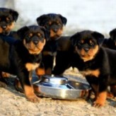 La alimentación del cachorro