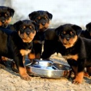 La alimentación del cachorro