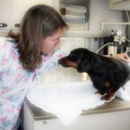 La hepatitis canina, sintomas, infecciones y tratamiento