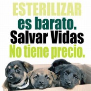 Porque esterilizar las mascotas