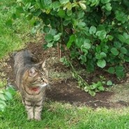 Porque los gatos escarban en los jardines o materas