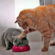 Porque a los gatos no les gusta el dulce