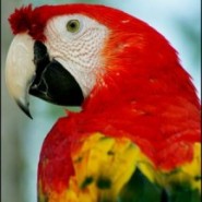 Las guacamayas y sus cuidados