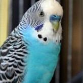 Enfermedades de los pericos australianos