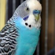 Enfermedades de los pericos australianos