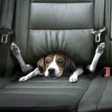 Que hacer para que los perros superen los ruidos fuertes