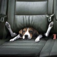 Que hacer para que los perros superen los ruidos fuertes
