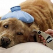 Insuficiencia renal en perros y gatos