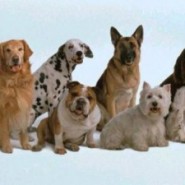 La salud de los perros