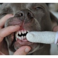Como prevenir los problemas de dentición canina