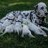 La alimentación de los cachorros y el destete