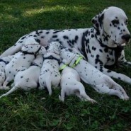 La alimentación de los cachorros y el destete