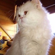 Cuidados del pelaje del gato persa
