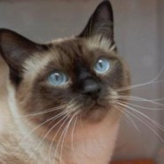 Gatos ideales para niños