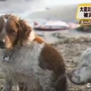 Perros en el Tsunami del Japón