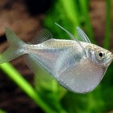 El pez hacha