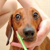Como hacer para que tu perro tenga una dentadura sana