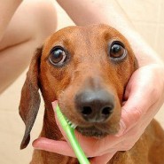 Como hacer para que tu perro tenga una dentadura sana