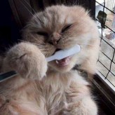 Enfermedades que el gato puede padecer en sus dientes