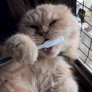 Enfermedades que el gato puede padecer en sus dientes