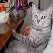 Alimentación para un gato diabetico