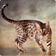 Gatos de pelo corto