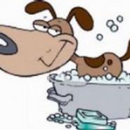 Como usar un champú adecuado para tu perro