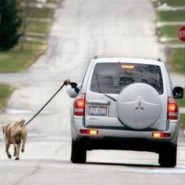 El perro de la ciudad y su salud