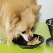 Que no debes dar de comer a tus mascotas