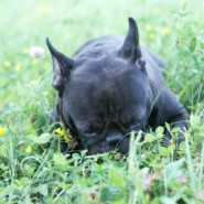 Porque los perros comen hierba