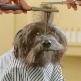 Spas caninos