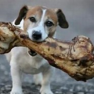 Razones para que su perro no coma huesos cocinados