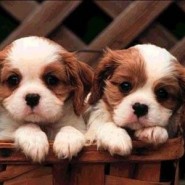 Los perros pequeños sufren mas de estrés