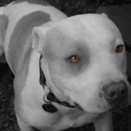 Cualidades del perro de raza Pitbull
