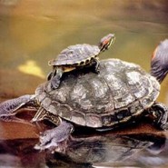 La importancia del sol para las tortugas de agua
