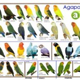 Consejos para la cría del agapornis