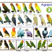 Consejos para la cría del agapornis