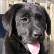 El labrador retriever negro