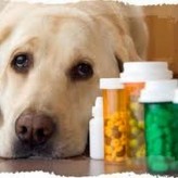 Que efectos produce la amoxilina en los perros