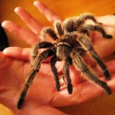 Como criar una araña pollito